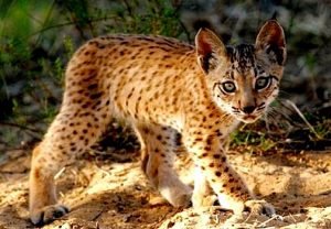 lynx.jpg.650x0_q85_crop-smart