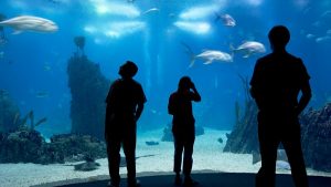 The Oceanarium in Lisbon