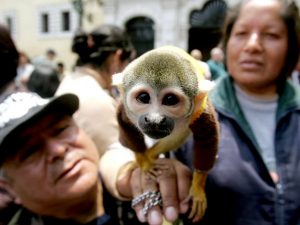 monkey_blessingoftheanimals_lima