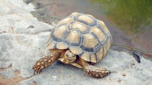 Al Ain Zoo and Aquarium