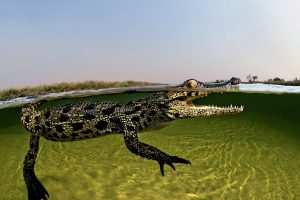 Brave Photographer Gets Up Close With 15 ft Crocodiles In Botswana