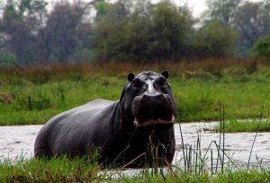 Hippo-Okavango-IMGP6317