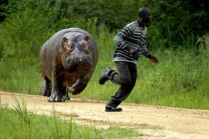 hippo-chase-pic-charles-hotham-371803949