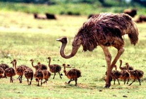 Ngorongoro nov 77 DB