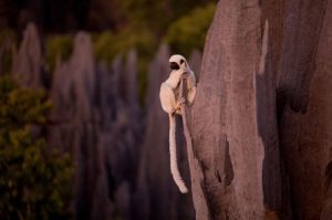 1283269744_stone_forest_of_madagascar_01