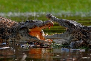 Crocodylus_niloticus_Ankarafantsika_Madagascar_1008_TS4