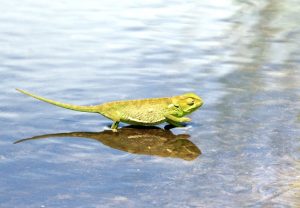 cameleon_IMG_8906