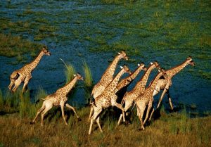 kinopoisk.ru-African-Adventure_3A-Safari-in-the-Okavango-1574585