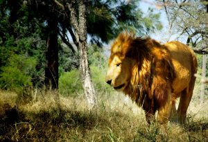 lion-botswana-africa