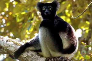 indri-lemur_wide-fcf5751b5d196f15456503c6c6bdc6cf7f98a974-s6-c30