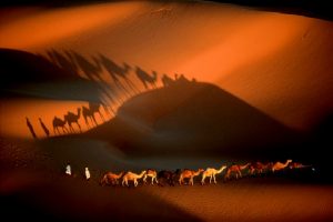 caravan_dromedaries_maurinania