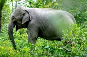 elephant-blog-cambodia