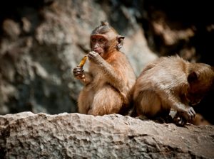 khao-sok-mokey