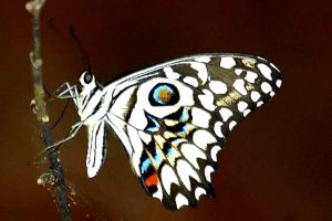 madagascar-butterfly-03