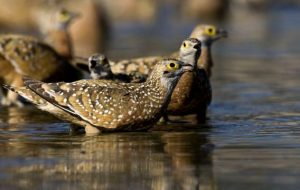 kalahari-grasslands-bushman-camp-sandgrouse_640_360_80_s_c1