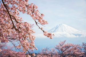 A-Spring-Day-in-Fujinomiya