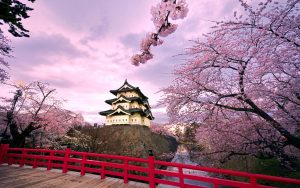 japan-sakura-castle