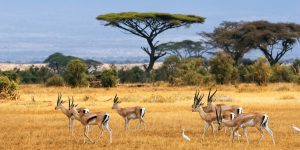 Botswana_Antelope