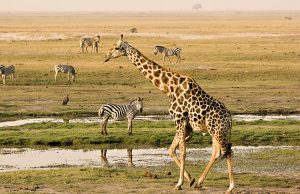 Chobe_National_Park_023