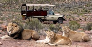 lion_safari