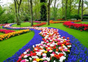 парк цветов Кекенхоф Голландия